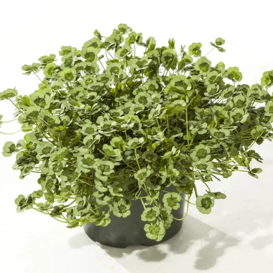Trifolium repens 4 Luck 'Green Glow' Clover – evergreen