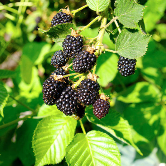 Triple Crown Blackberry