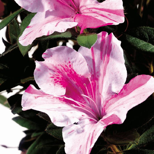 Encore Azalea Autumn Twist – flowering plant