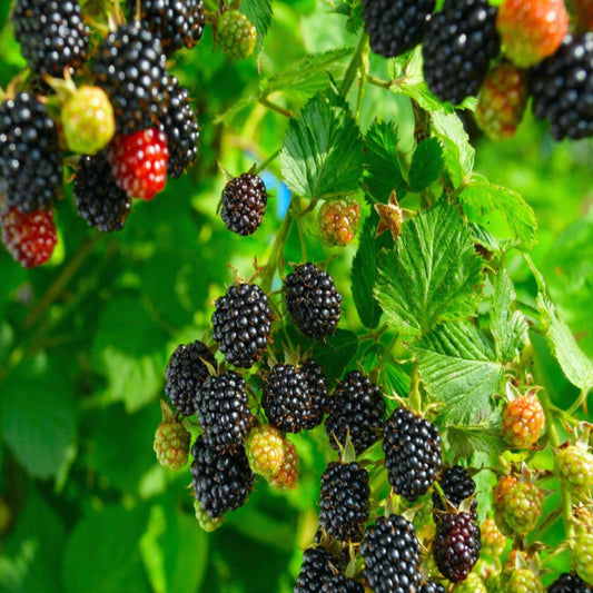 Blackberry Shawnee, Heavy Producer Throughout The Season – fruit plant