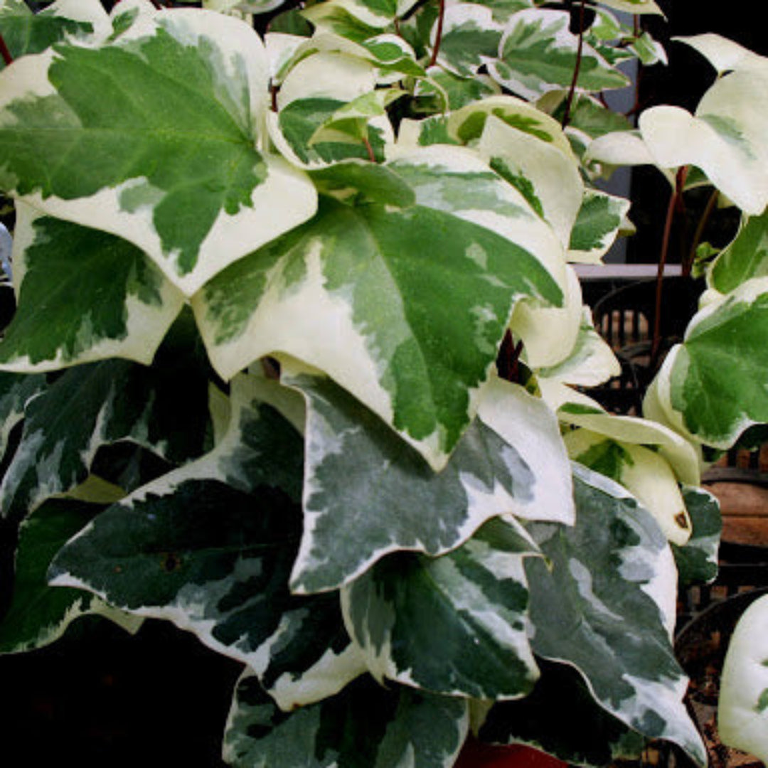 (10 Count Flat/3.5 Inch Pots) Gold Child' Gold Variegated Ivy