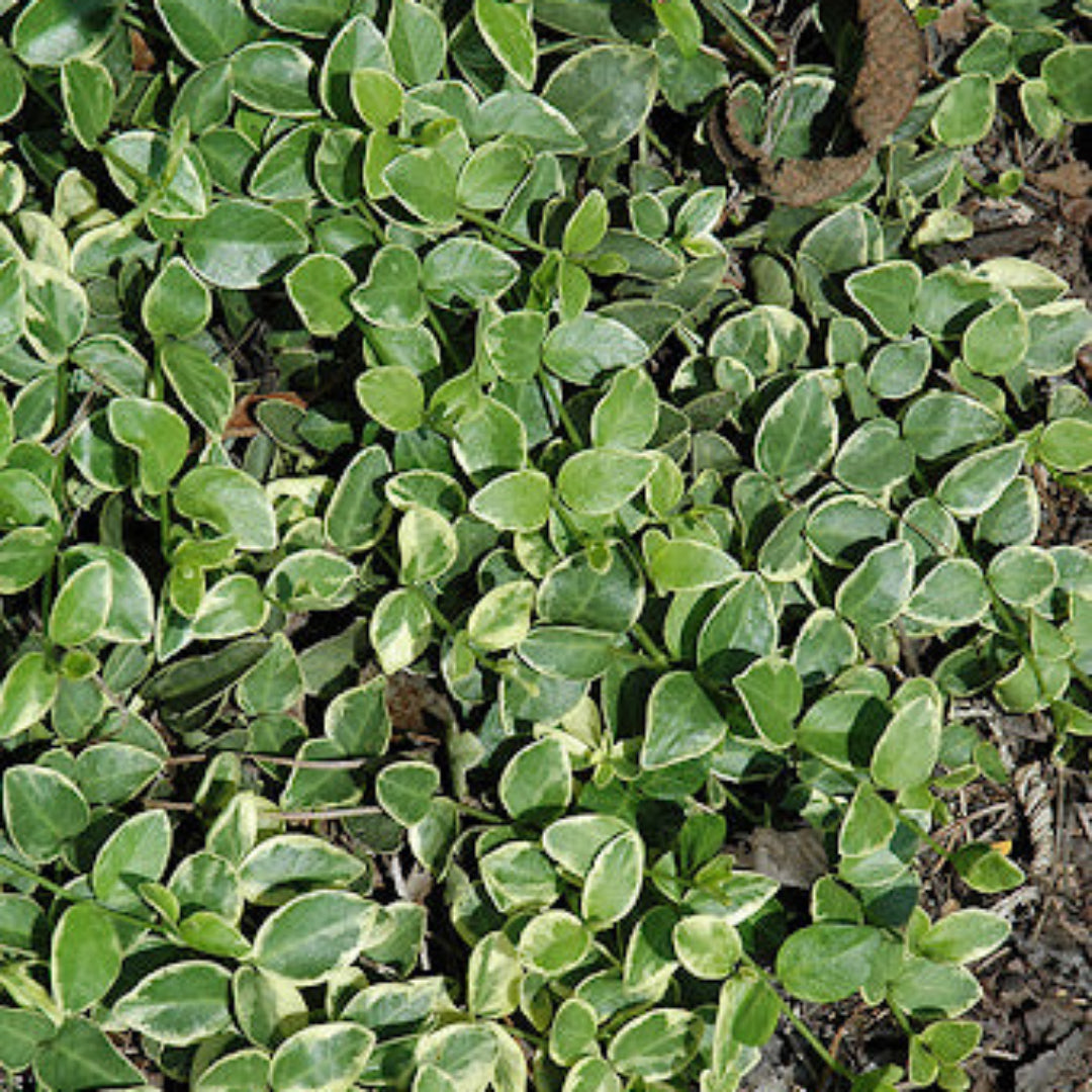 Vinca minor Periwinkle flowering plant