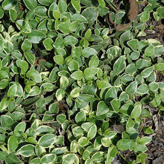 Vinca minor Periwinkle flowering plant