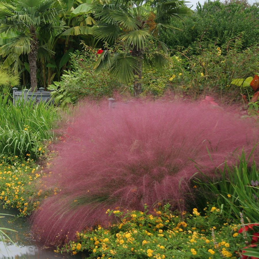 Purple Muhly Grass – Cloud-Like Pink-Purple Plumes | Zones 5–11 live plant for landscaping and home gardens