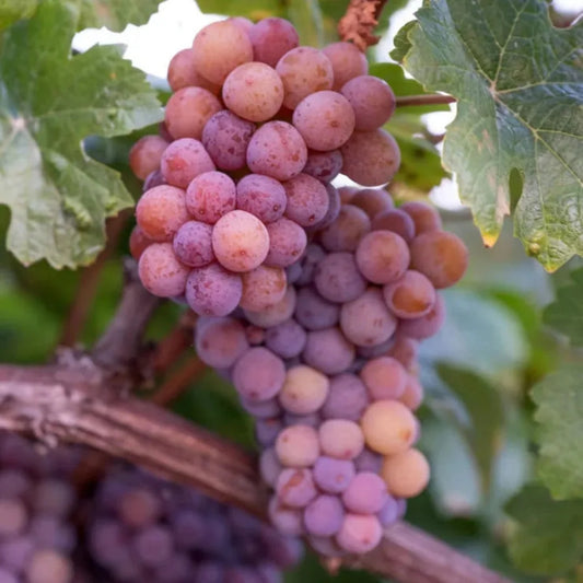 Grapevine with red seedless grapes growing on trellis