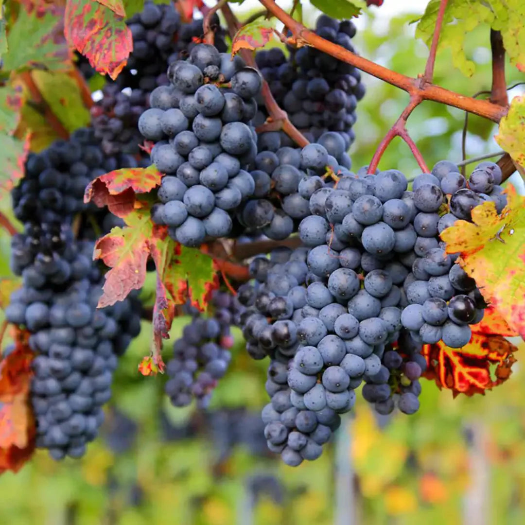 Potted Zinfandel grape plant ready for home planting with healthy foliage