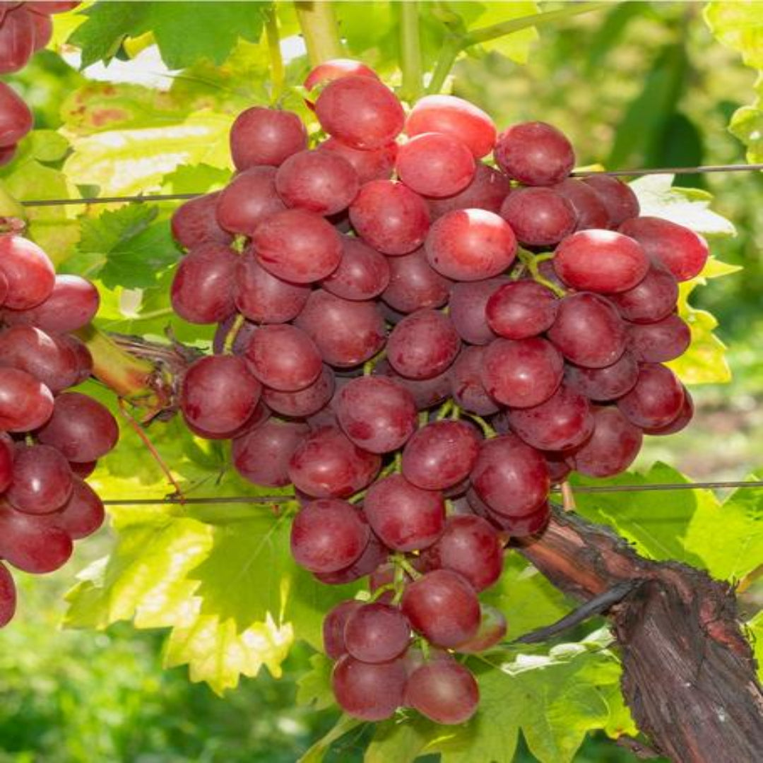 Close-up of Vanessa Seedless Grapes showing crunchy red table grapes