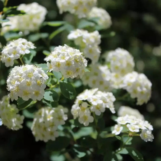 Spiraea Vanhouttei – Bridal Wreath Spirea | Cascading White Blooms | Zones 3–8 live plant for landscaping and home gardens