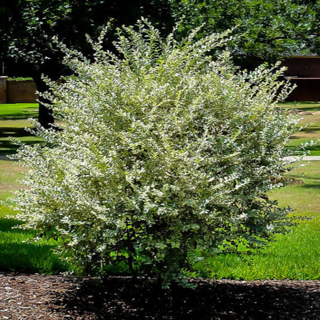 Variegated Privet – shrub