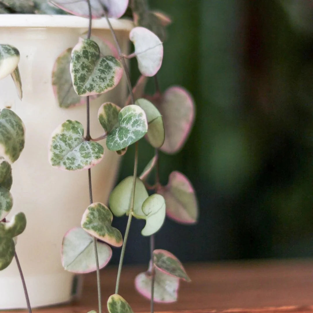 String of Hearts (Hanging basket)