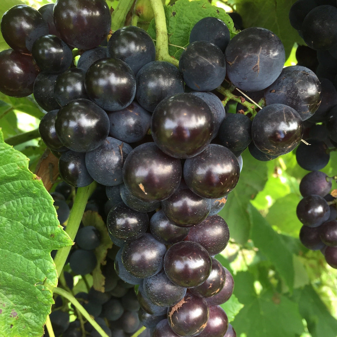 Venus Blue/Black Seedless Grape – fruit plant