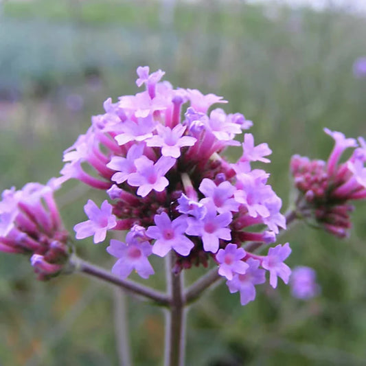 Verbena Bonariensis Lollipo – flowering shrub