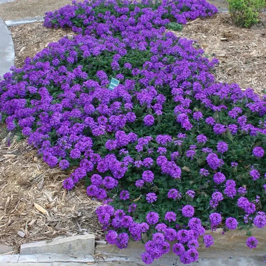 Verbena Valley Lavender flowering plant