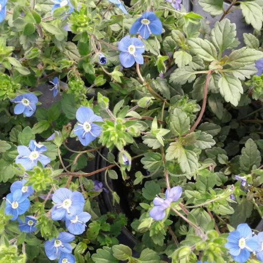 Veronica Georgia Blue Speedwell flowers