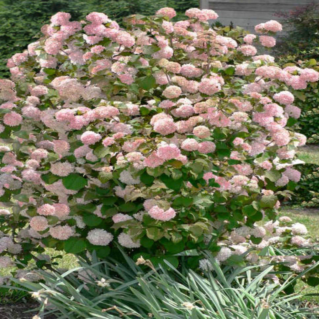  Kern's Pink Snowball Viburnum Shrub Showing Pale Pink Blossoms and Rounded Growth