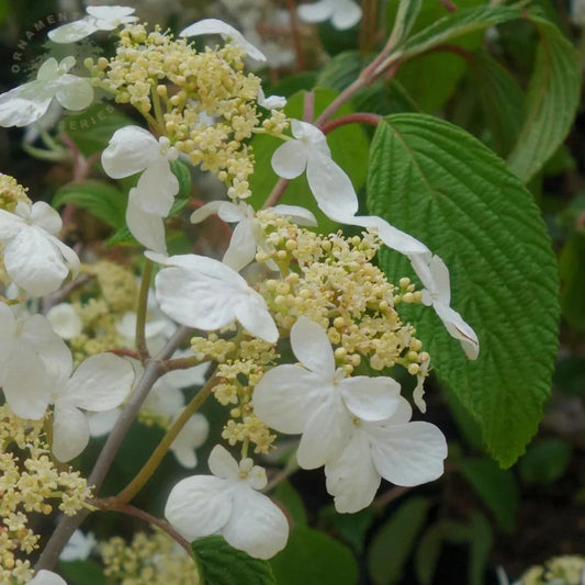 Mariesii Viburnum Shrub Showing Layered White Blossoms Perfect for Borders