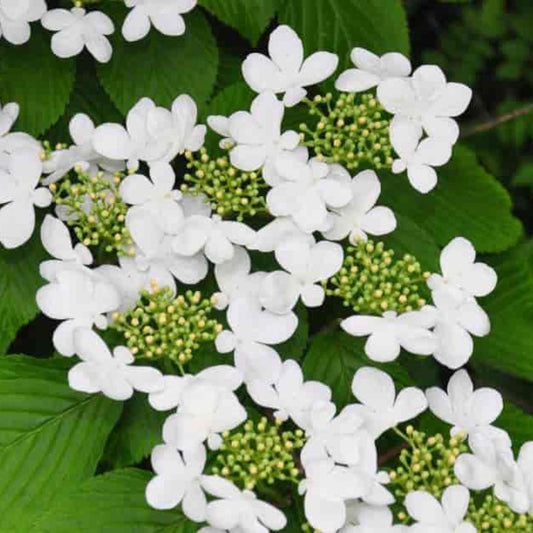 Japanese Snowball Viburnum Shrub with Lush Green Foliage and White Flowers