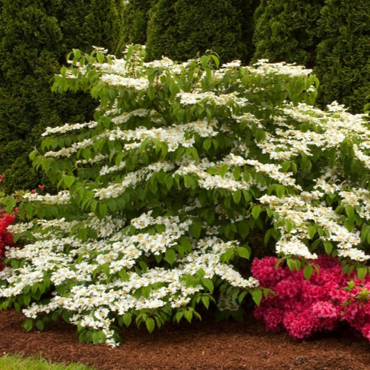 Shasta Viburnum Shrub with Springtime White Blossoms and Rich Leaves