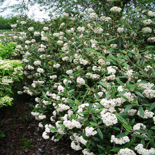 Blooming Pragense Viburnum Shrub Showcasing White Flower Clusters