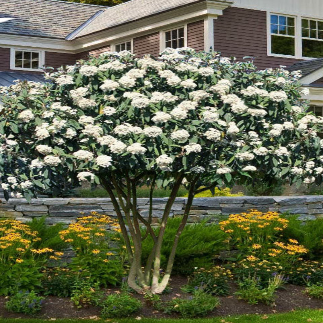 Shakaz Viburnum Shrub with Dense Leatherleaf Foliage