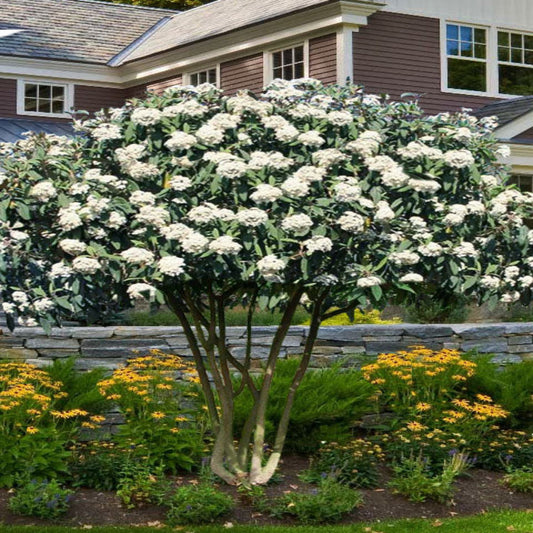 Shakaz Viburnum Shrub with Dense Leatherleaf Foliage