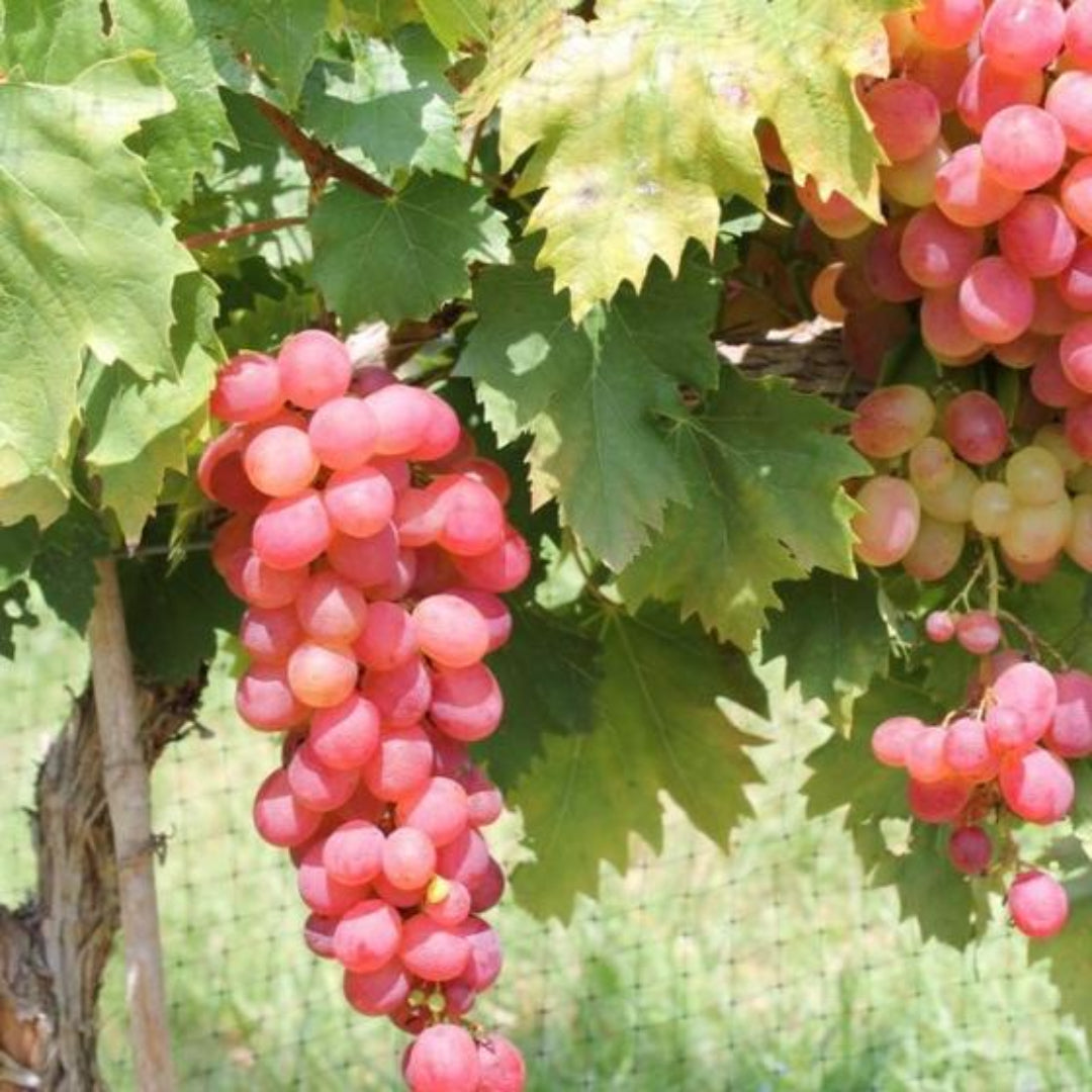 Victoria Red Grape vine producing bright red seeded grape clusters