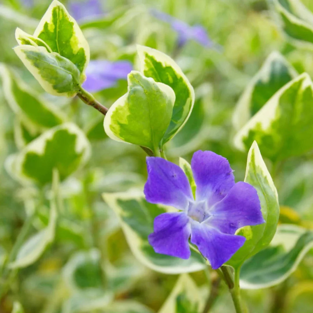 Vinca major Variegata close up foliage