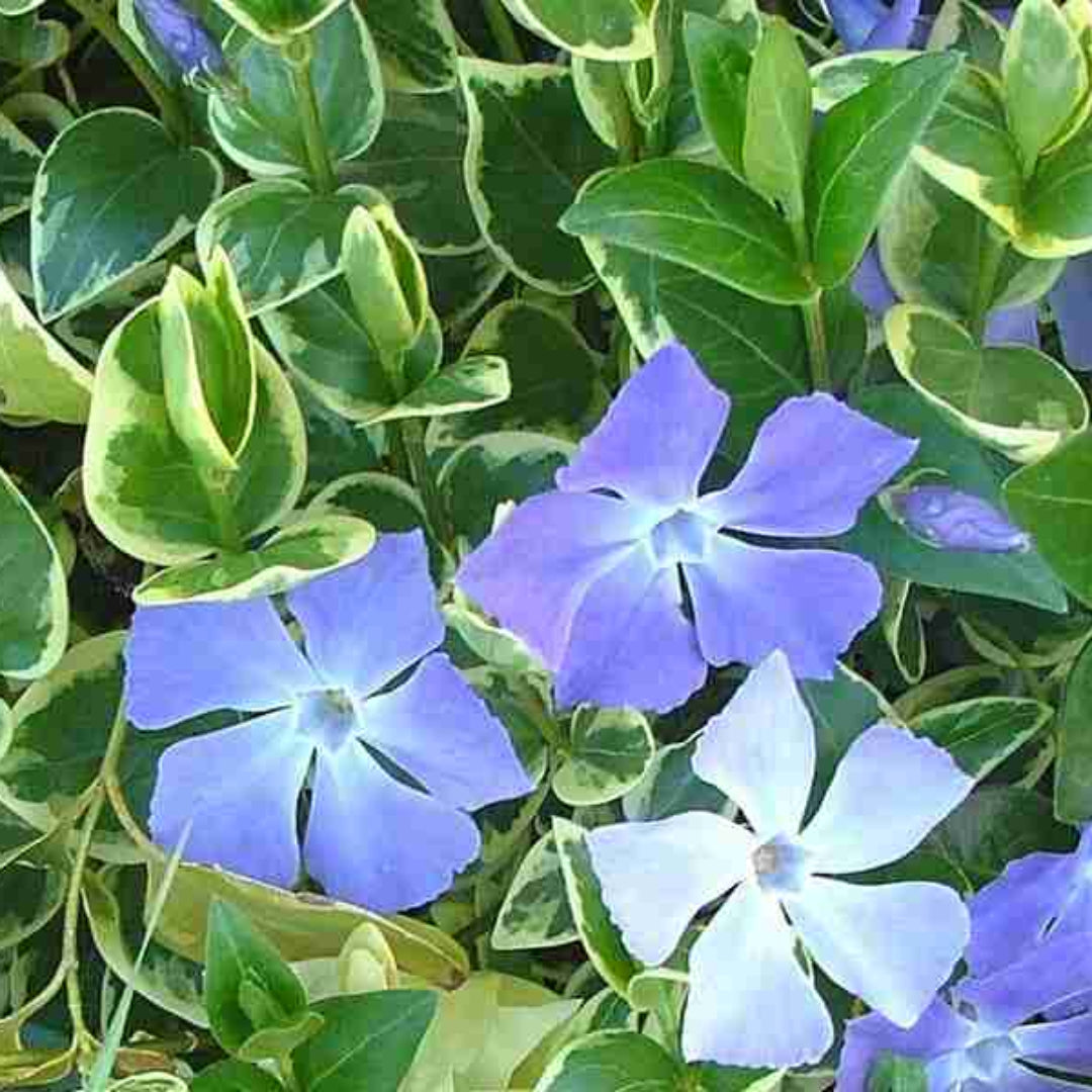 Vinca major Variegata close up