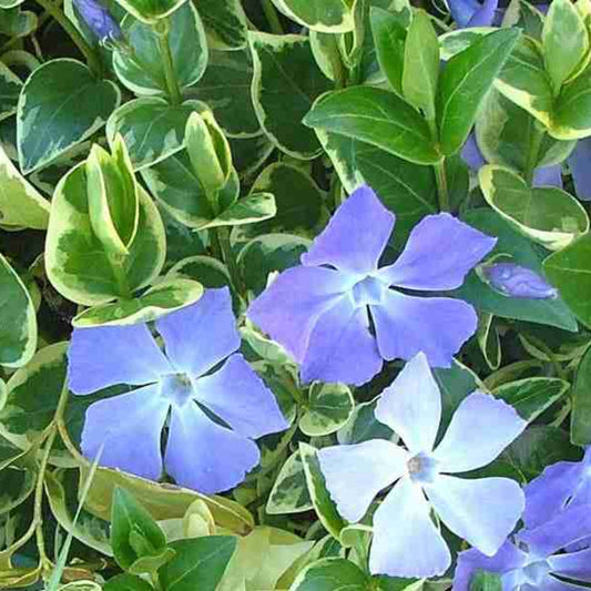 Vinca major Variegata close up
