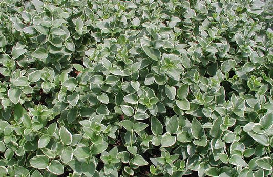 (Quart Pot/10 Count Flat) Monarda Didyma 'Raspberry Wine'