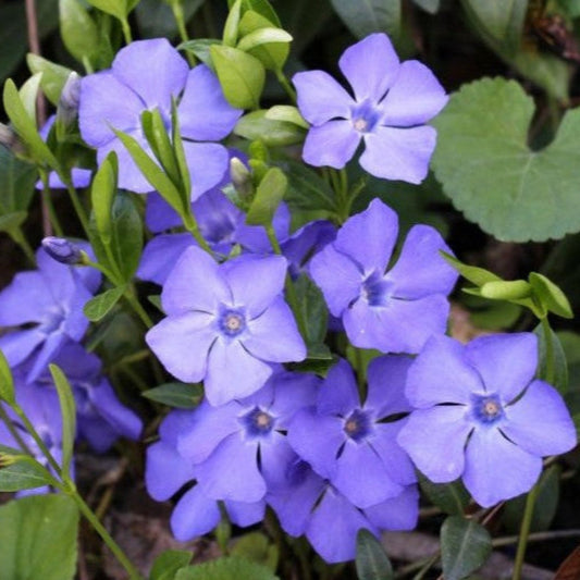 Evergreen Vinca Minor ground cover plant spreading across landscape area