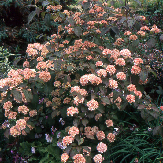 Kern's Pink Snowball Viburnum – Pink & White Snowball Blooms | Zones 5–9 live plant for landscaping and home gardens