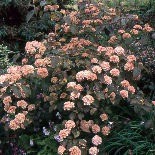 Kern's Pink Snowball Viburnum Shrub for Sale Beautiful Pink Snowball Shrubs