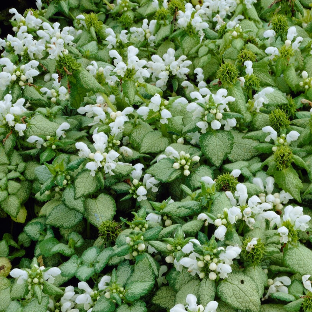 homeandgardensforless.com