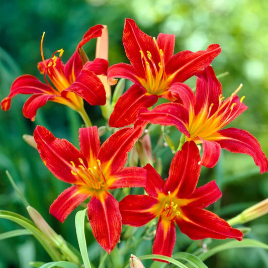 Hemerocallis Sammy Russell hardy reblooming daylily