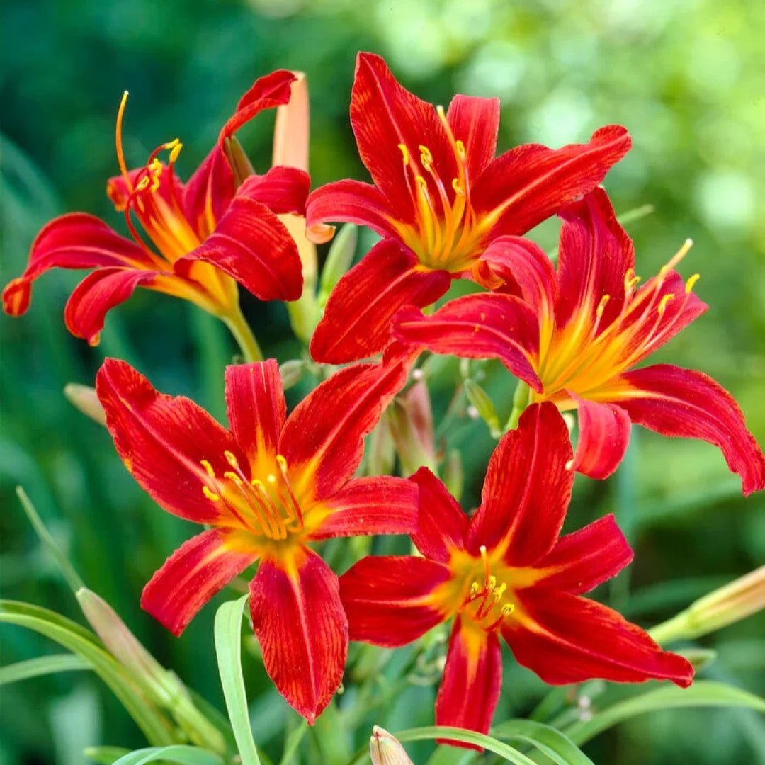 Hemerocallis Sammy Russell hardy reblooming daylily