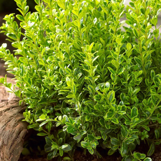Golden Dream Buxus – shrub