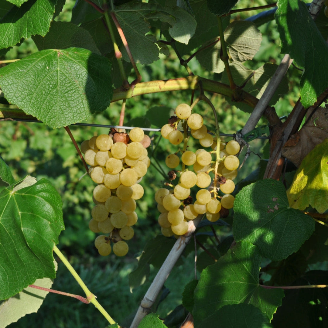 Vitis labrusca Edelweiss grape vine foliage and fruit