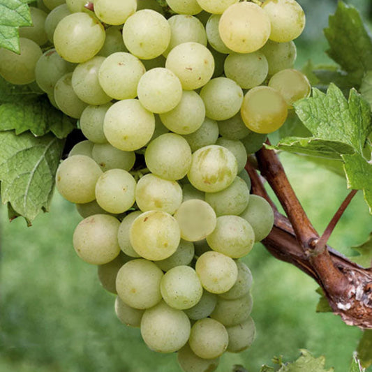 Seedless white grapes hanging on vine