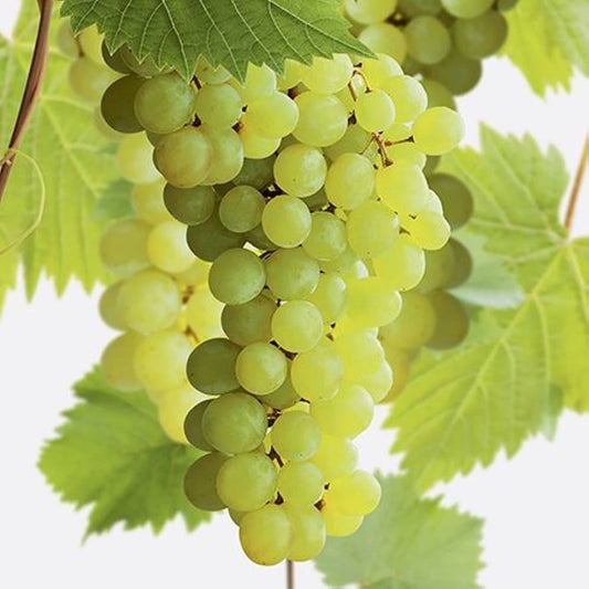 White seedless grape vine growing on trellis