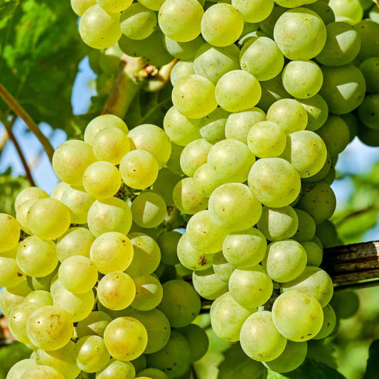 Vitis vinifera Chardonnay grape vine plant