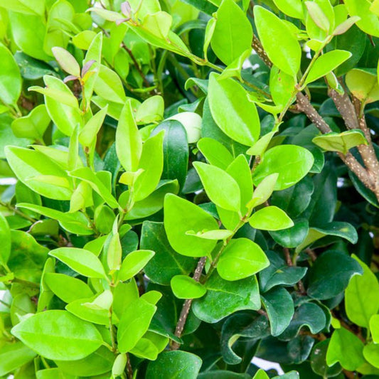 Wax Leaf Ligustrum- Beautiful Dark Green, Lustrous Foliage with Aromatic Flowers Producing Fleshy