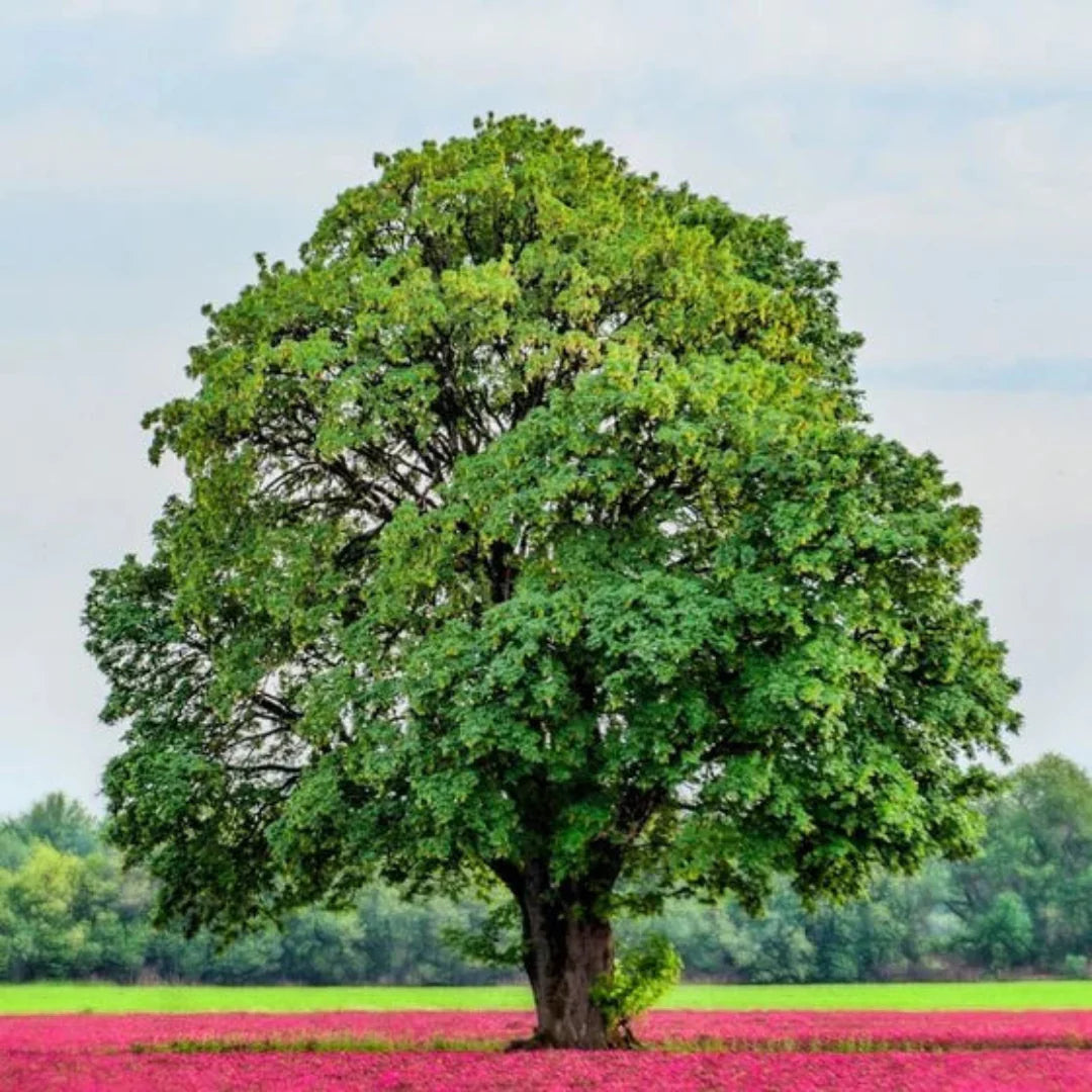 Fully grown White Oak Tree showing wide canopy and sturdy trunk in the landscape.