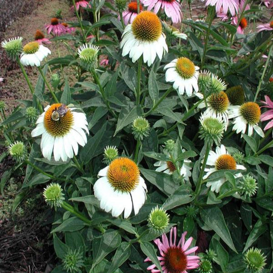 Echinacea White Swan with white daisy-like petals