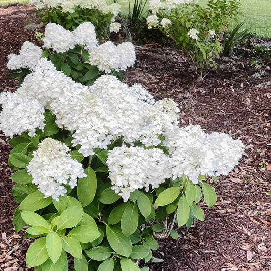 Lush leaves and flower clusters White Wedding Hydrangea
