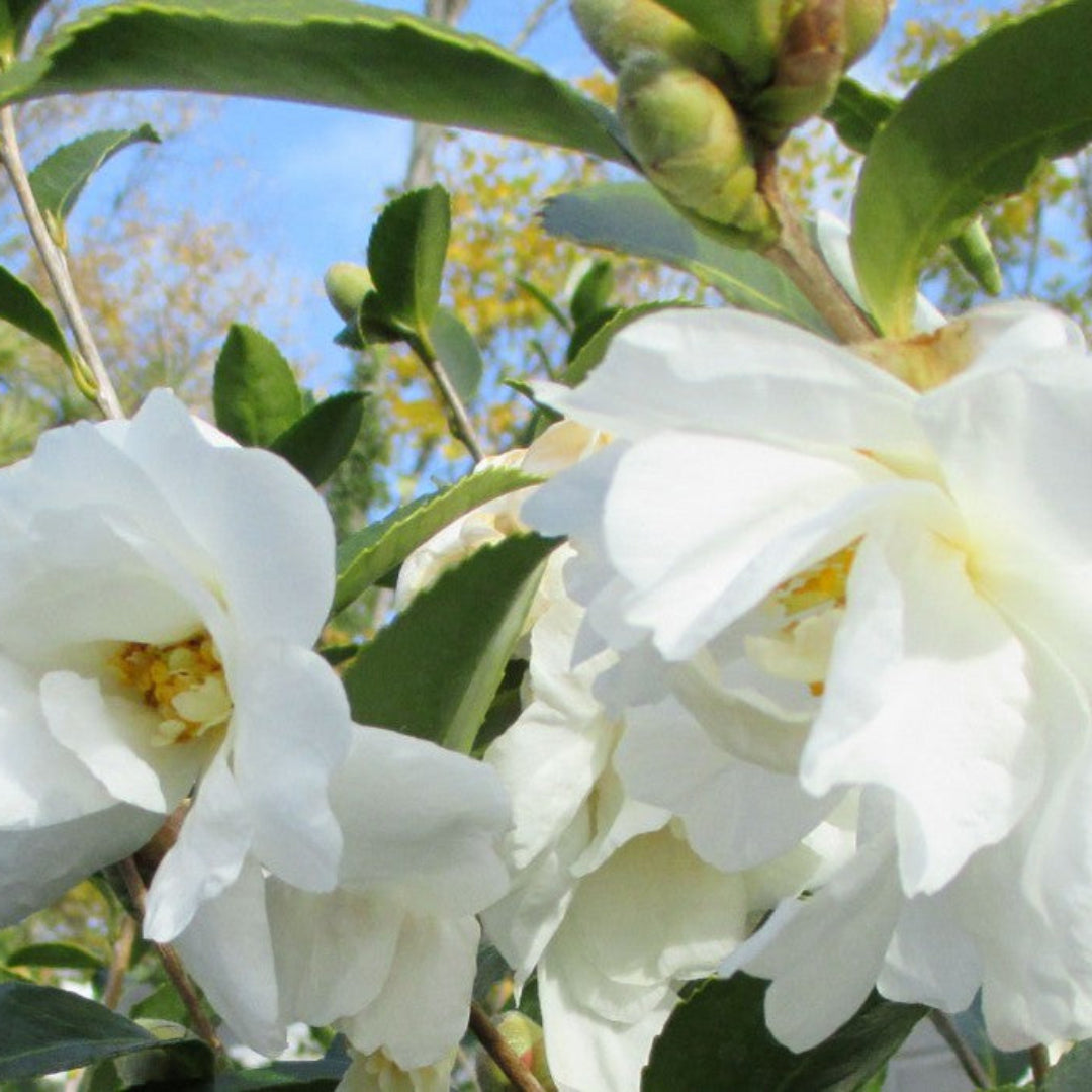 homeandgardensforless.com