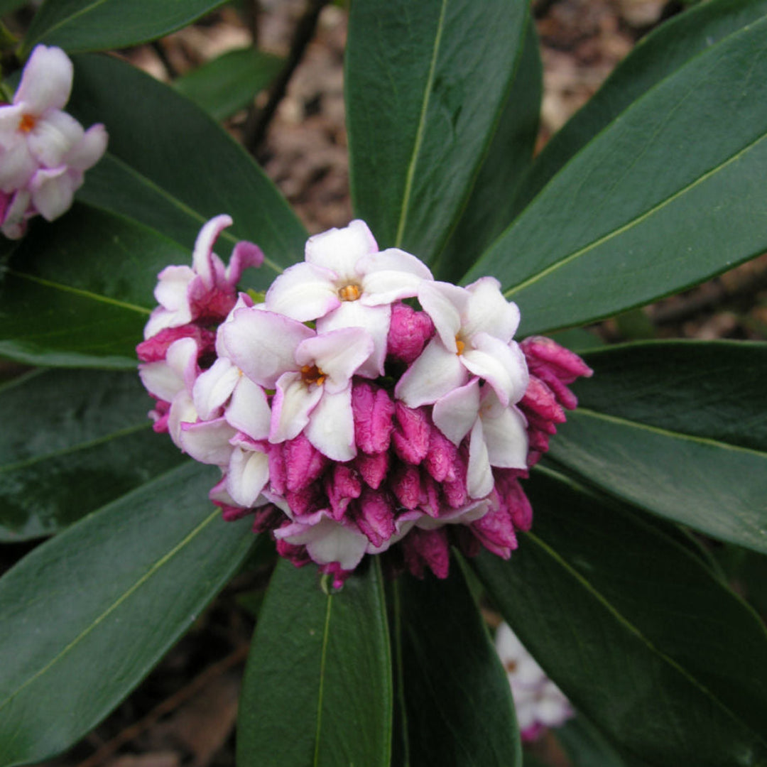 Pink daphne evergreen plant in garden