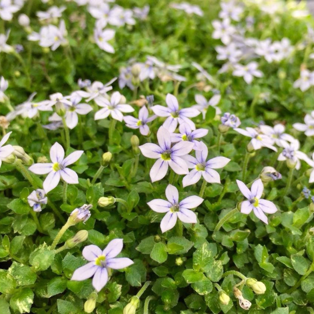 Low growing blue star creeper groundcover plant