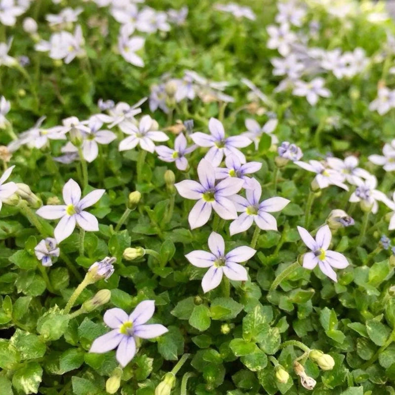 Creeping Laurentia blue star perennial plant