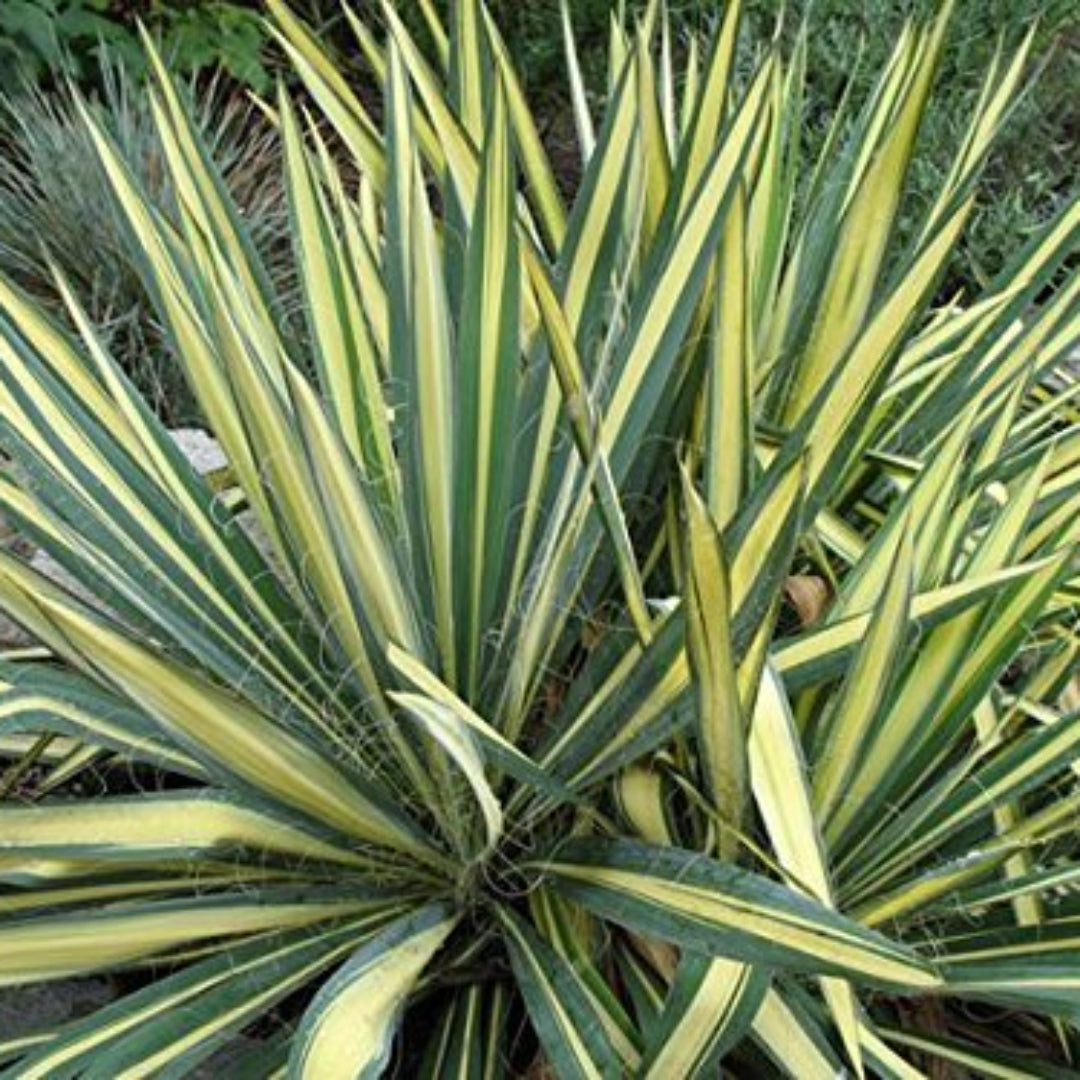 Yucca Color Guard plant with variegated cream and green sword-shaped leaves in garden landscape